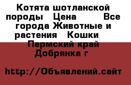 Котята шотланской породы › Цена ­ 40 - Все города Животные и растения » Кошки   . Пермский край,Добрянка г.